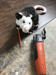 Opossum possom taking a risk